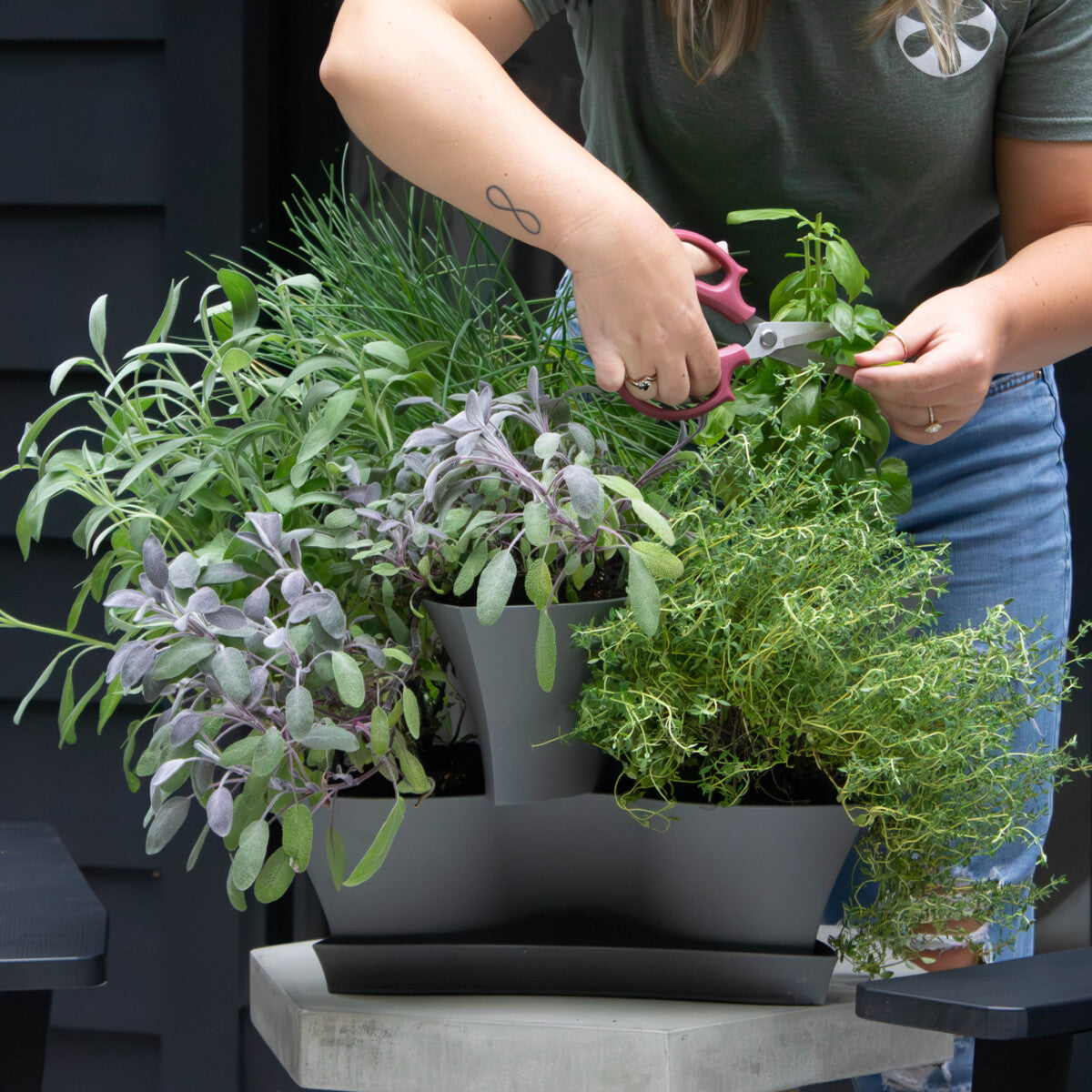 Herbs growing in a Bloem planter
