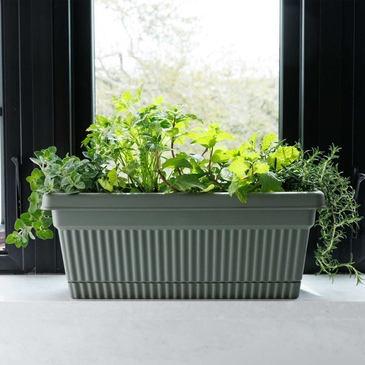 Window planter with herbs in window light
