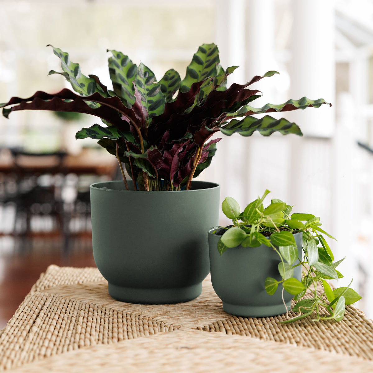 Enzo Planter