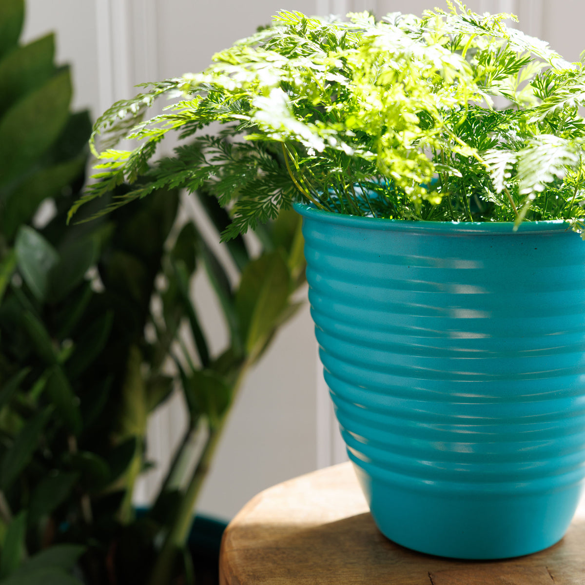 Nova Planter