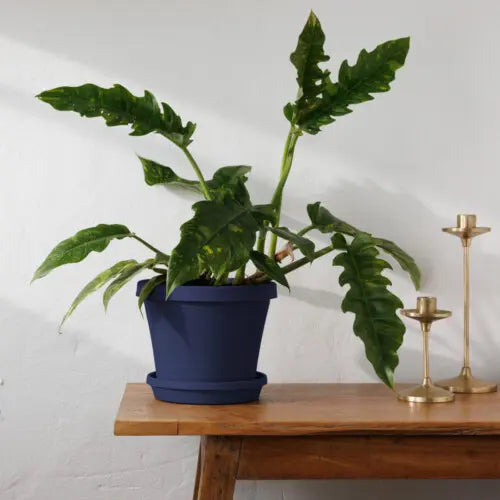 Terra Planter