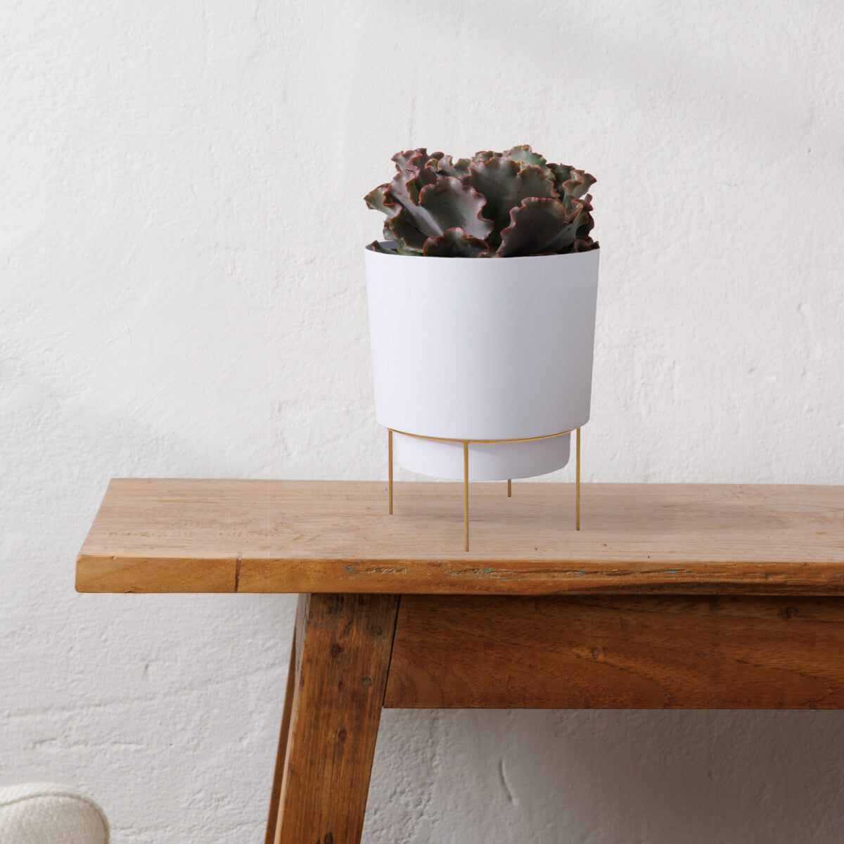 Succulent in a white Hopson planter