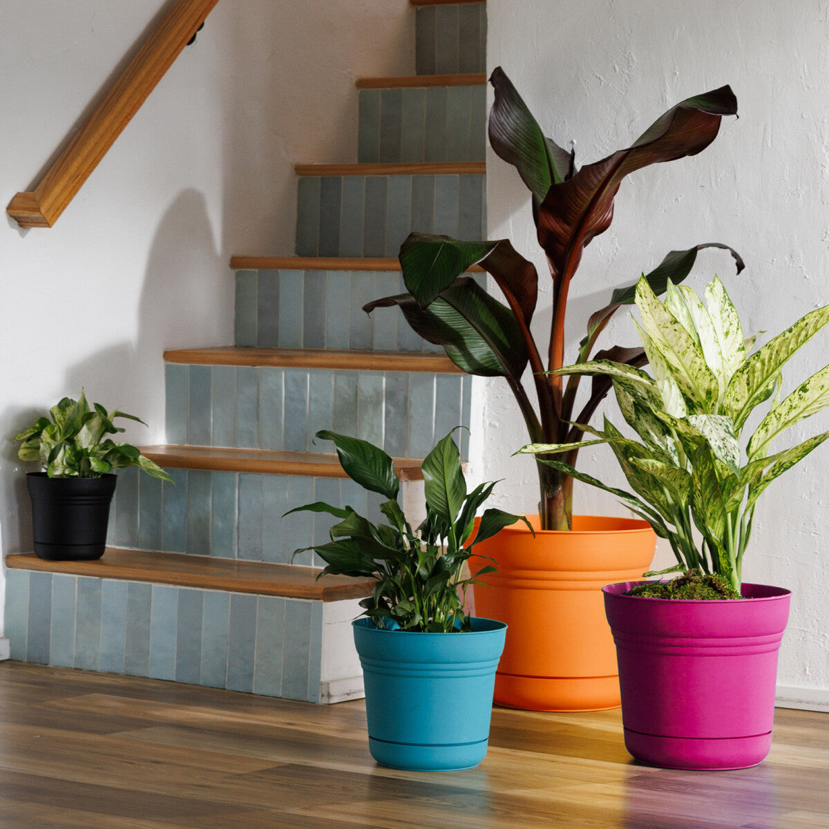Tropical foliage in a Saturn planter