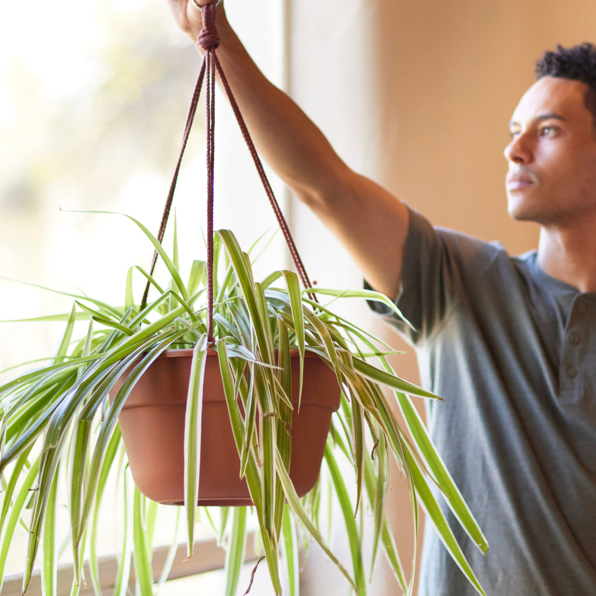 Dura Cotta Hanging Basket Planter