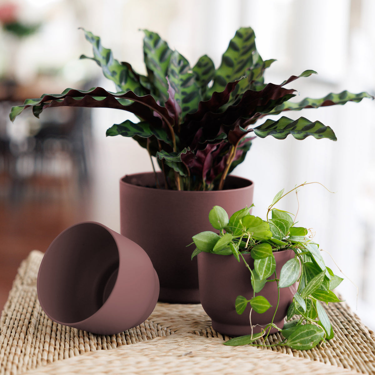 Enzo Planter