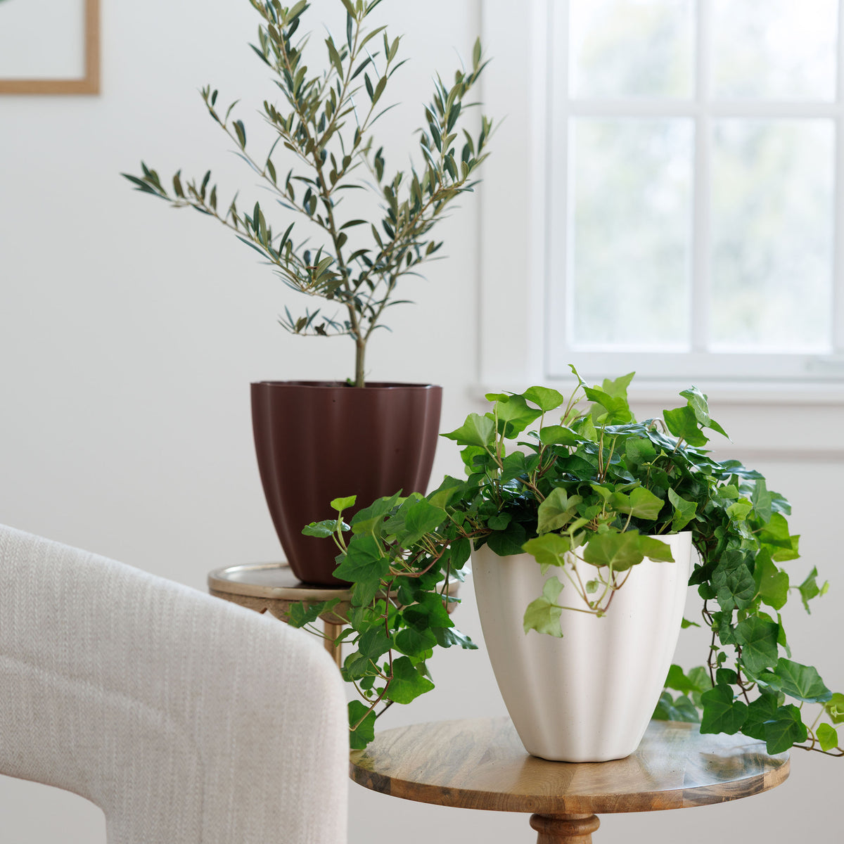 Vera Planter