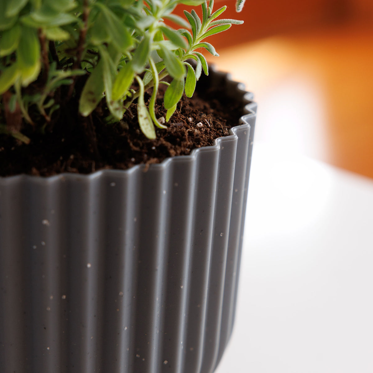 Wren Planter