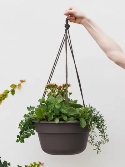 Dura Cotta Hanging Basket