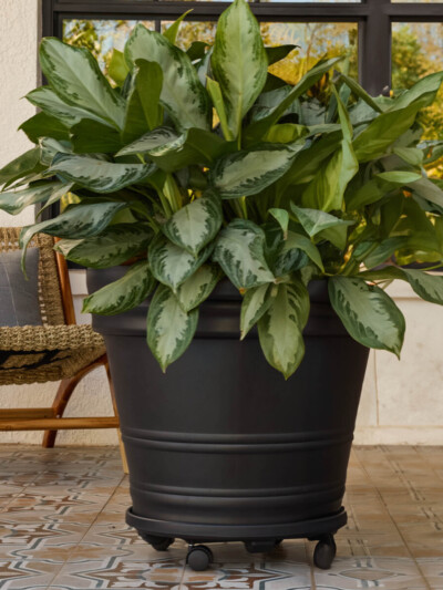 Plant Caddy