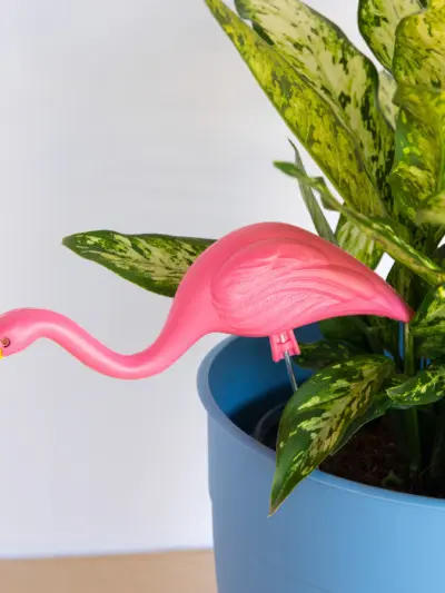 Flamingo Collection