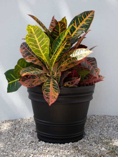 Photo of Croton (Codiaeum sp.) plant in Black color Rolled Rim Planter by Bloem SKU RR2200.