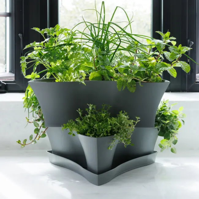 live lavender plant 3-Pack Live Lavandula stoechas Spanish Lavender Starter Perennial Plan   Hosta King