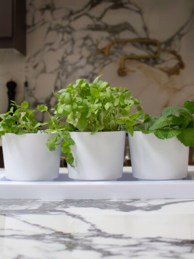 a lifestyle image showcasing the trio flight planter by bloem in casper white color garnished with live herbs