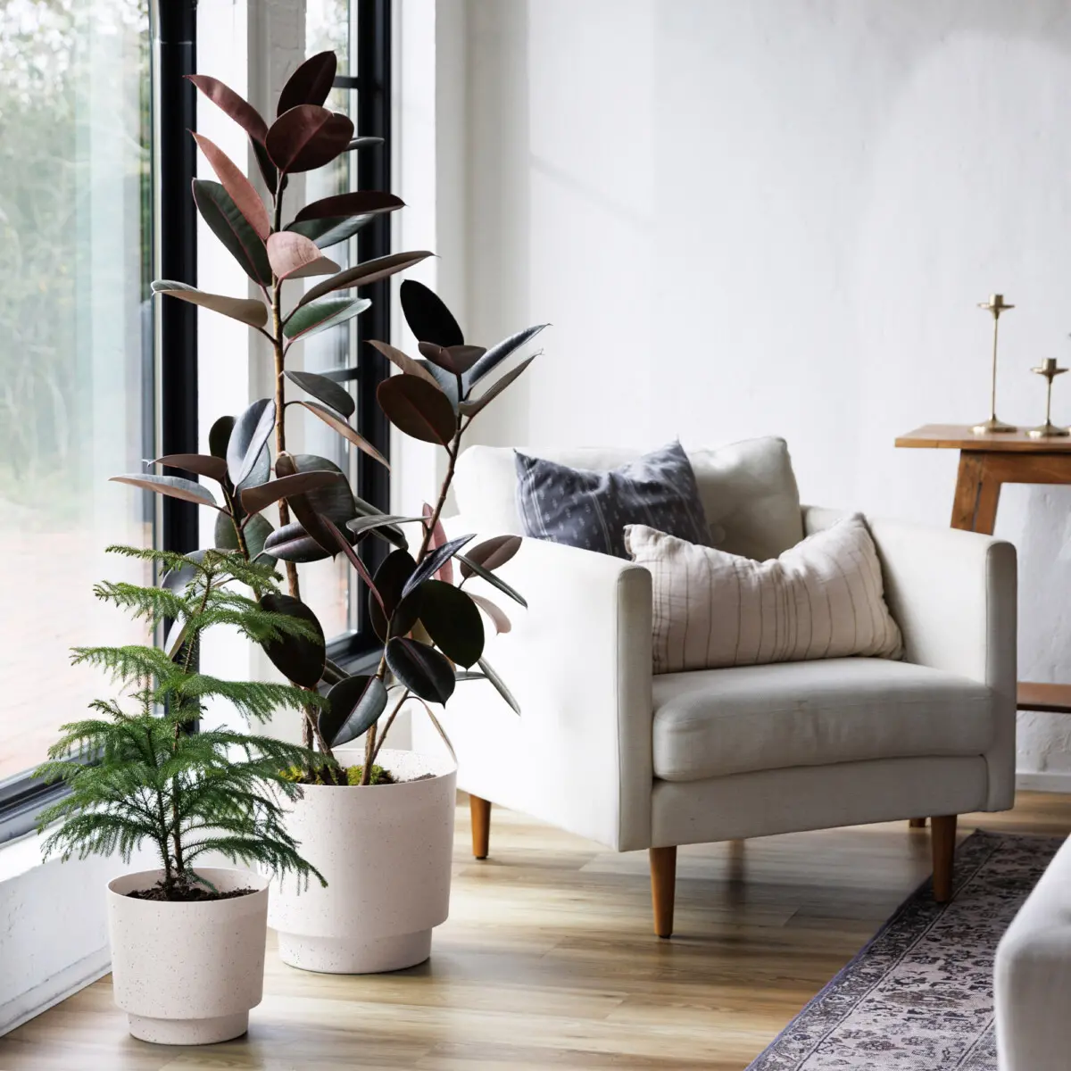 where to buy lucky bamboo plants near me 6" Indoor Live Lucky Bamboo Plant, Straight Stalks, Bundles of 10 & 100   NW Wholesaler