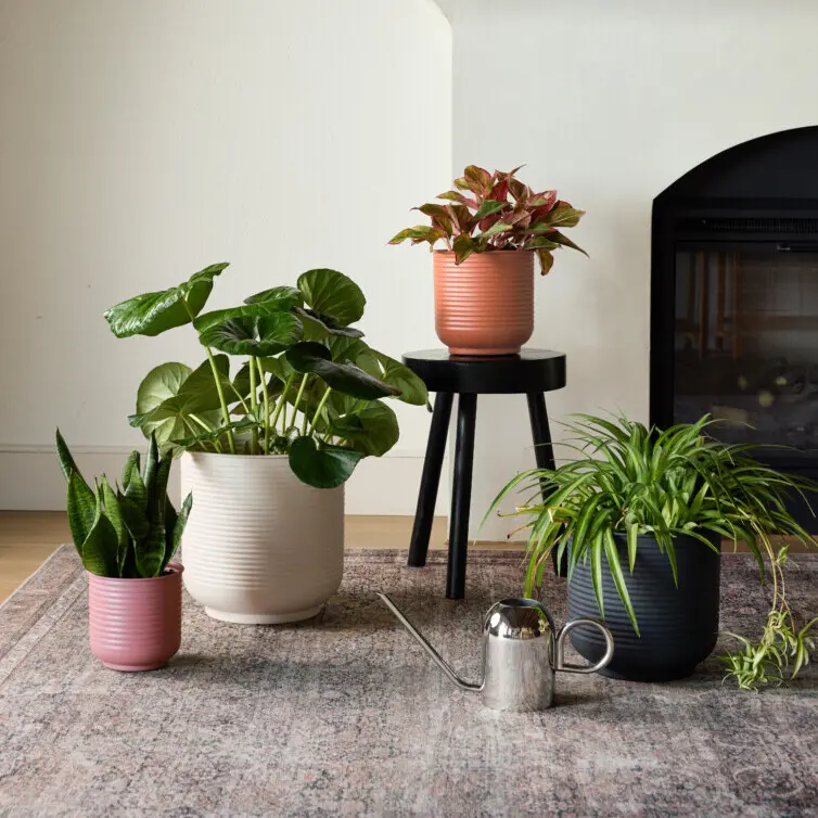 indoor plants money plant Money Plant (Golden Pothos) – Indoor Air Purifying Creeper main image 0