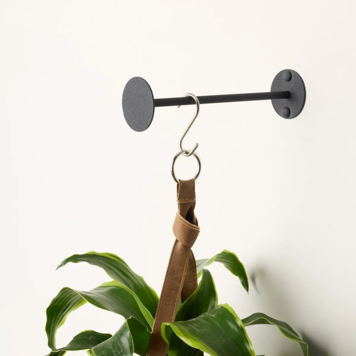 indoor banana tree plant Banana Tree main image 0