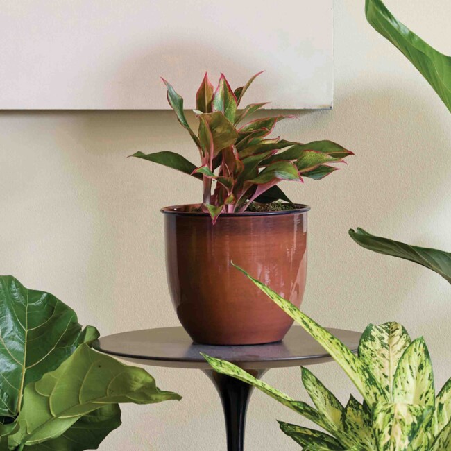 Canyon Planter - Image 3