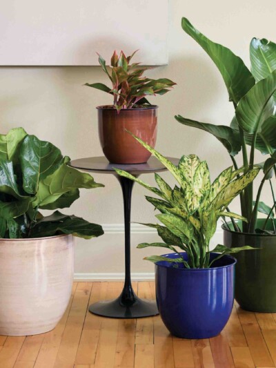 Canyon Planter