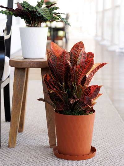 Leaf Planter